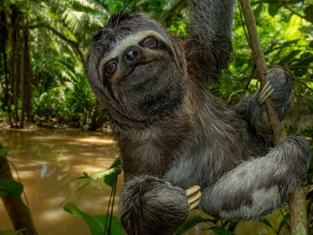 Napo Wildlife Center