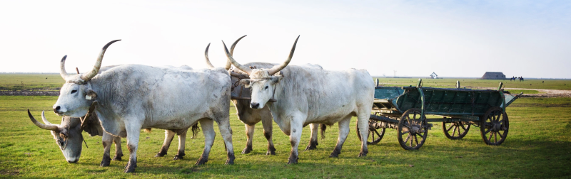 Hortobágy-Nationalpark
