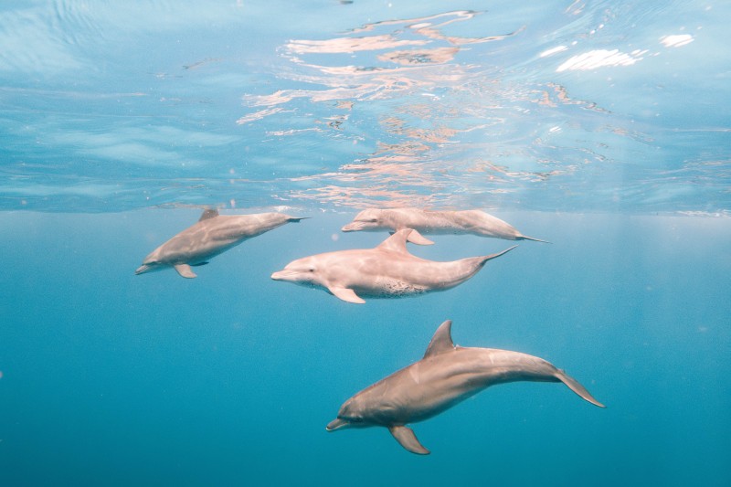 Dolphins