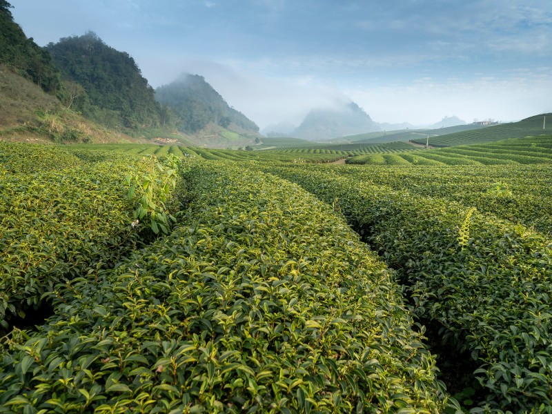 spice plantation