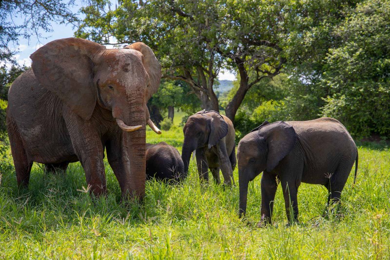 Elephant 