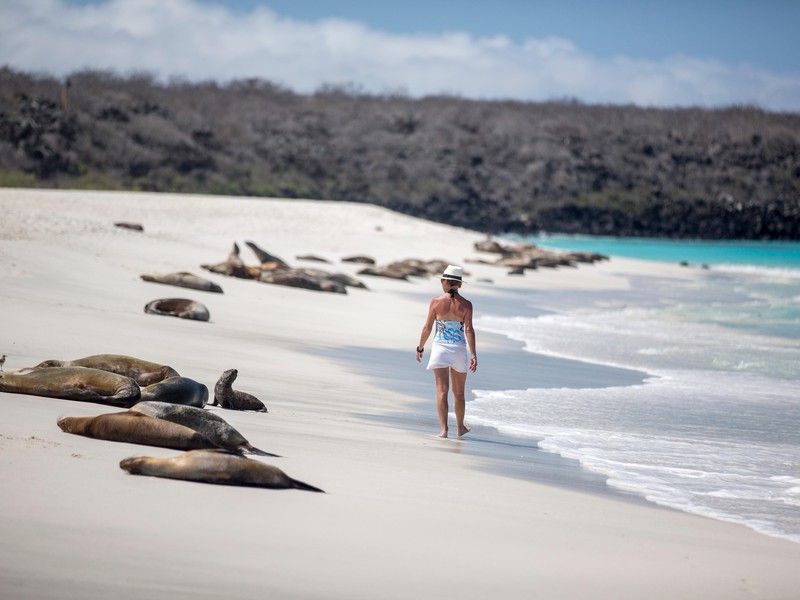 Sunbathe On Sea Lion Beach