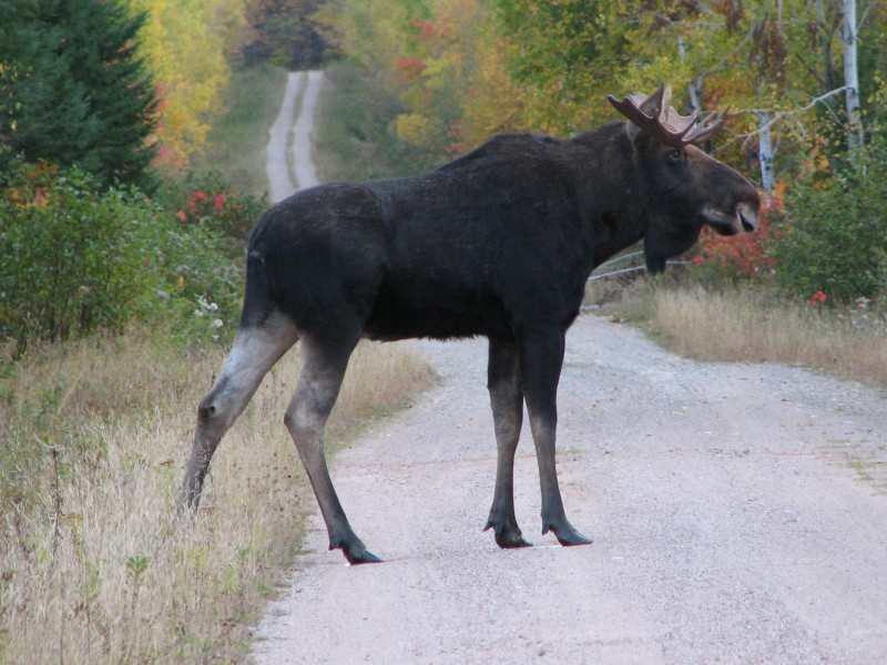 Canada -  New Brunswick