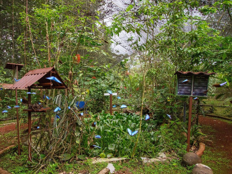 La Quinta de Sarapiqui - Schmetterling