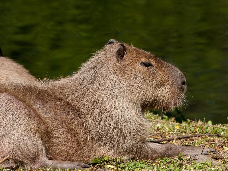 Capybara