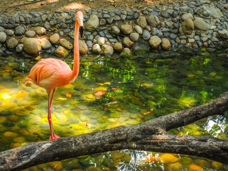 Del Parque - Historischer Park Flamingo