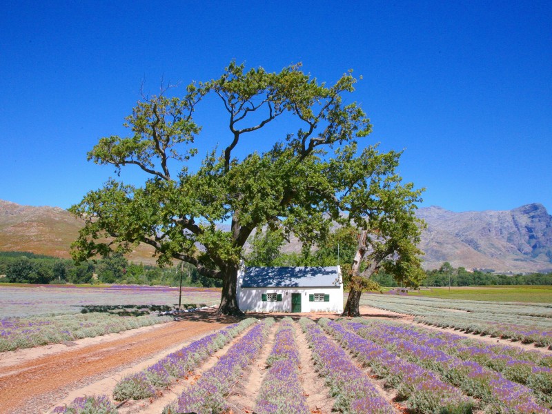 South Africa - Stellenbosch