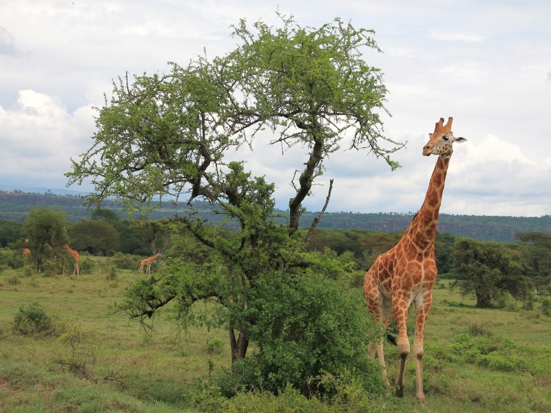 Masai Mara Kenya Giraffe 
