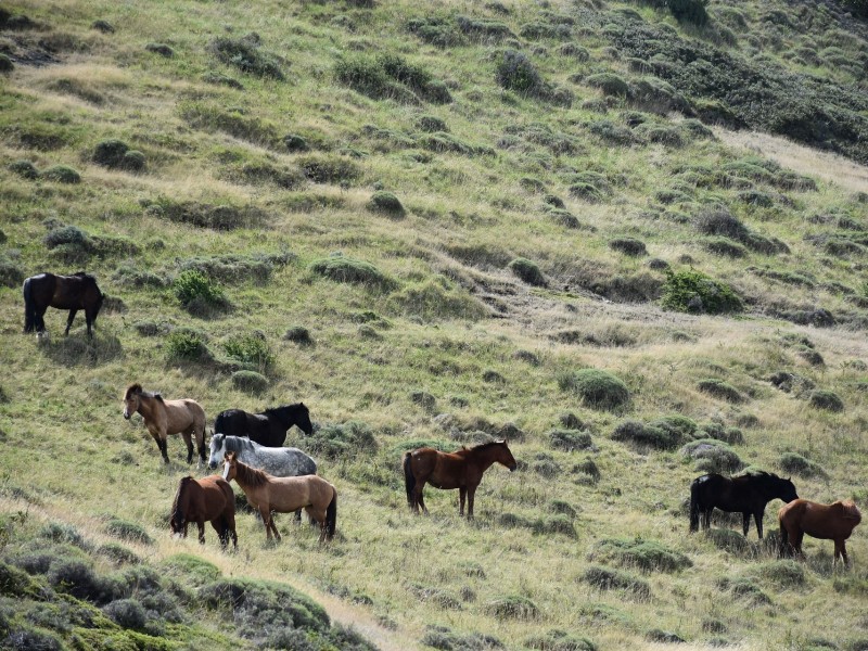 Chile wildlife horses