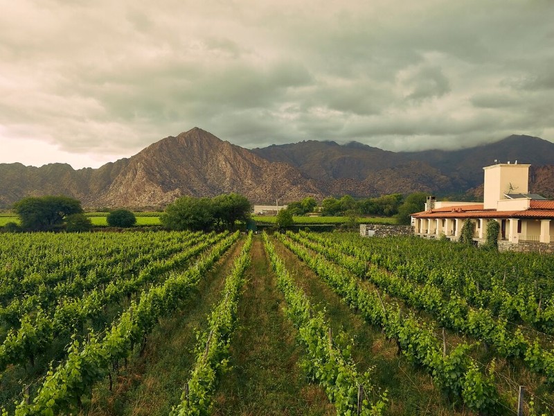 Viñas de Cafayate - Weinberge