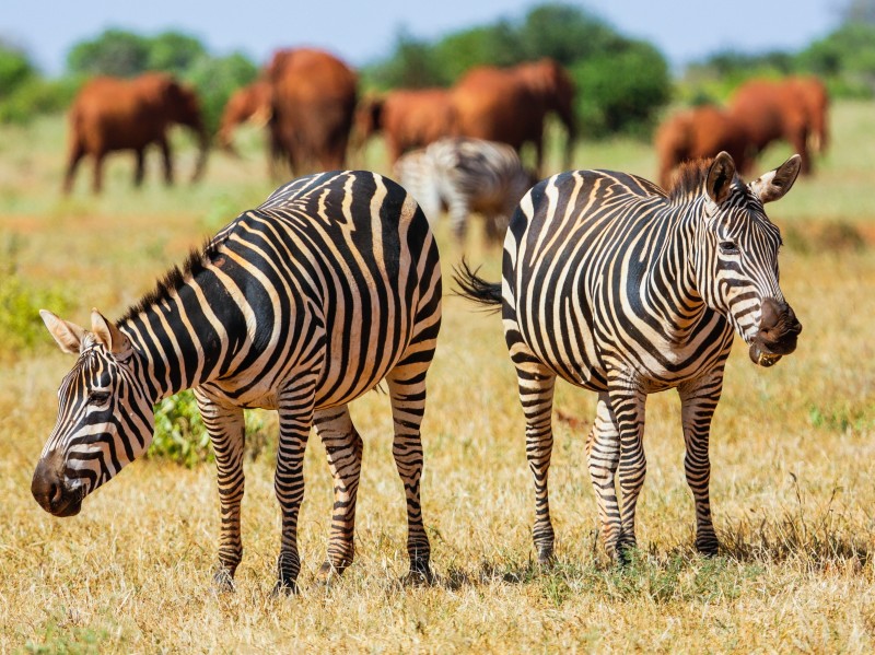 Kenya - Tsavo East
