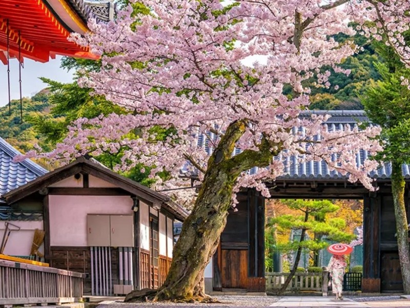 Cherry Blossoms Season