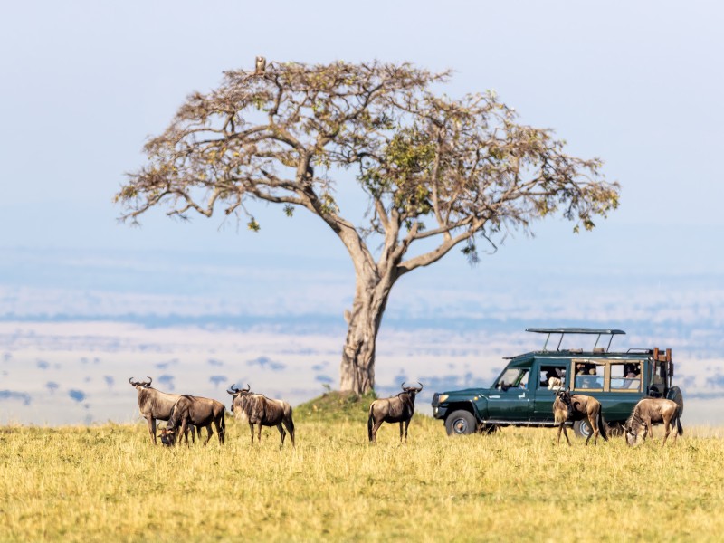 Safari-Masai Mara, Kenia
