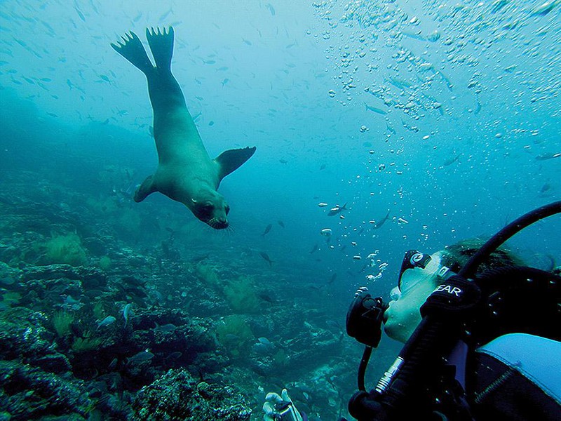 Diving with sea lions