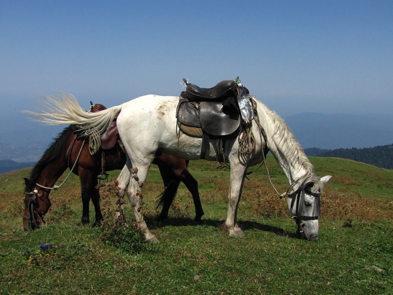 Borjomi