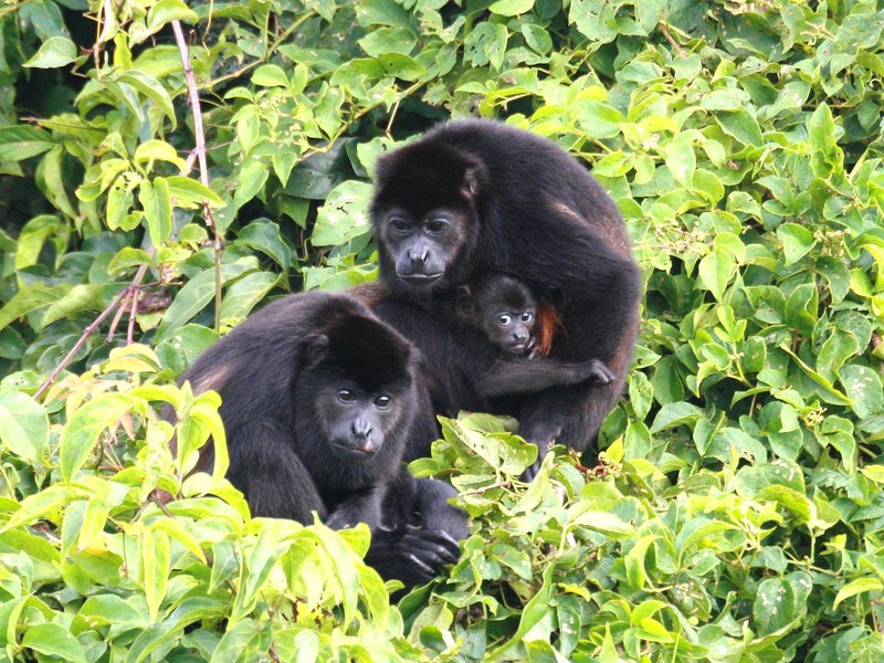 Affen im Corcovado Nationalpark