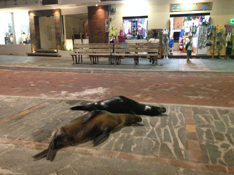 Galápagos-Seelöwen auf dem Gehweg