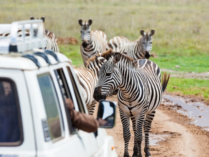 Zebras bei Safari - Afrika