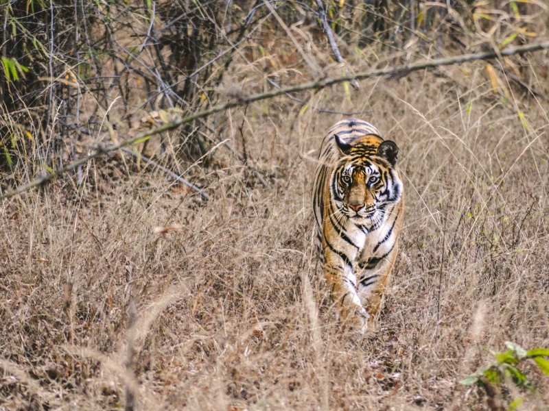 tiger in the grass