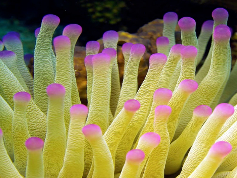 Coral Reef