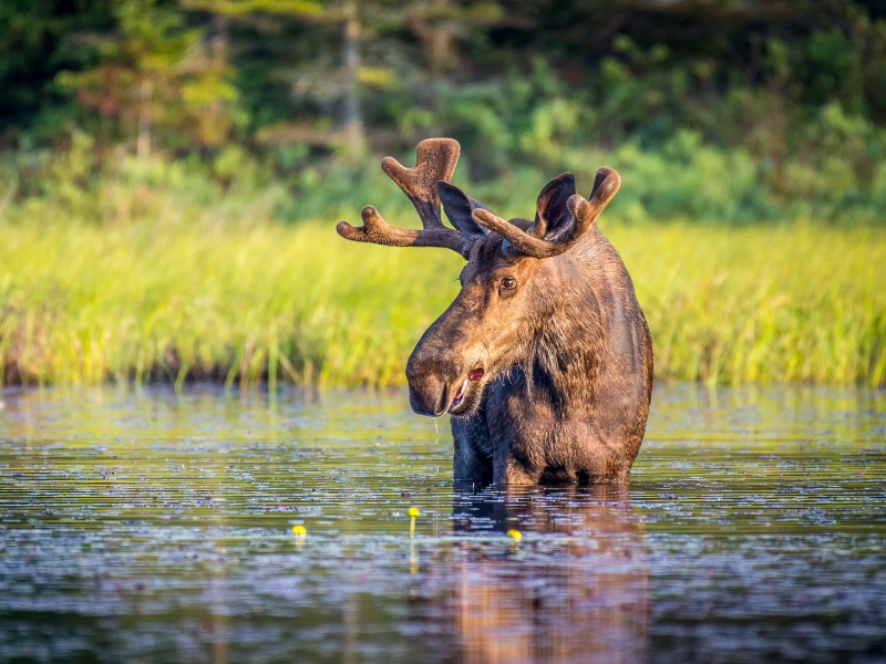 Canada - Algonquin National Park