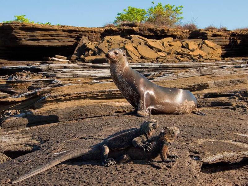 Puerto Egas auf der Insel Santiago