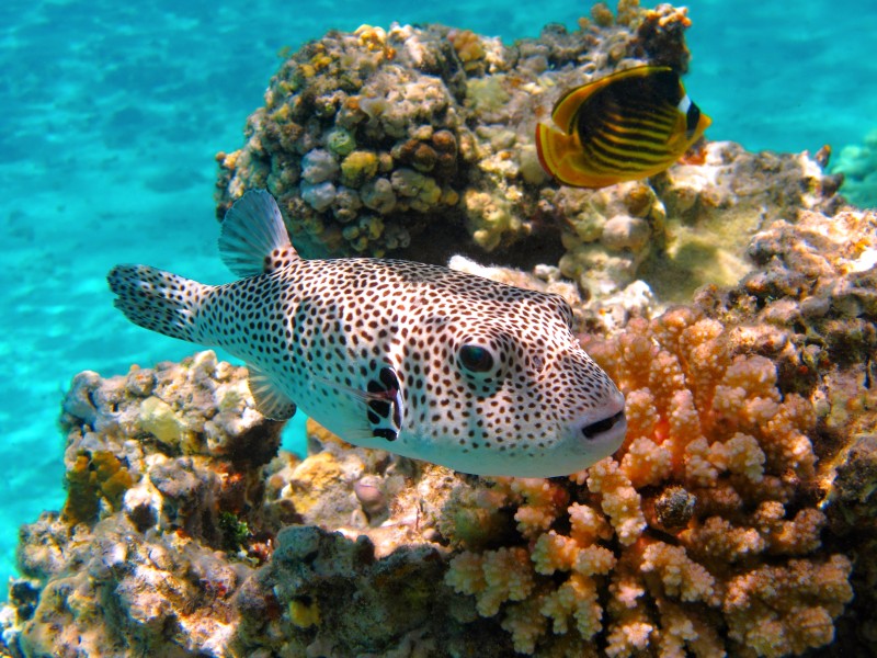 Colorful Marine Life, Coral Wonderland