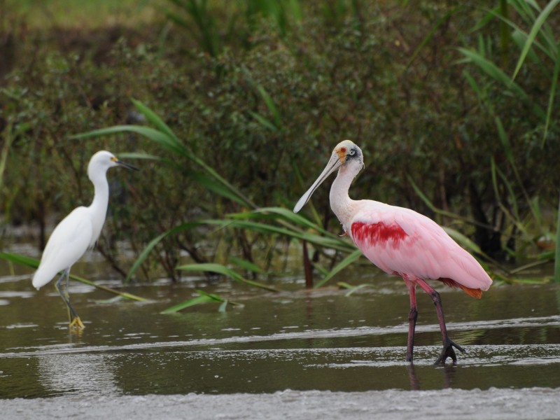 Tortuguero Nationalpark - Rosalöffler