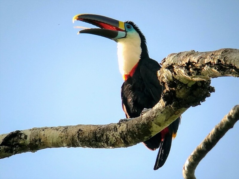 White Throated Toucan 