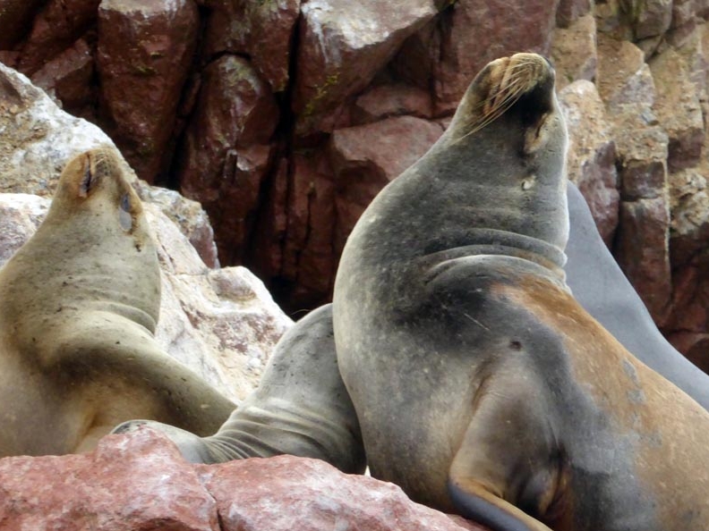 Sea lions