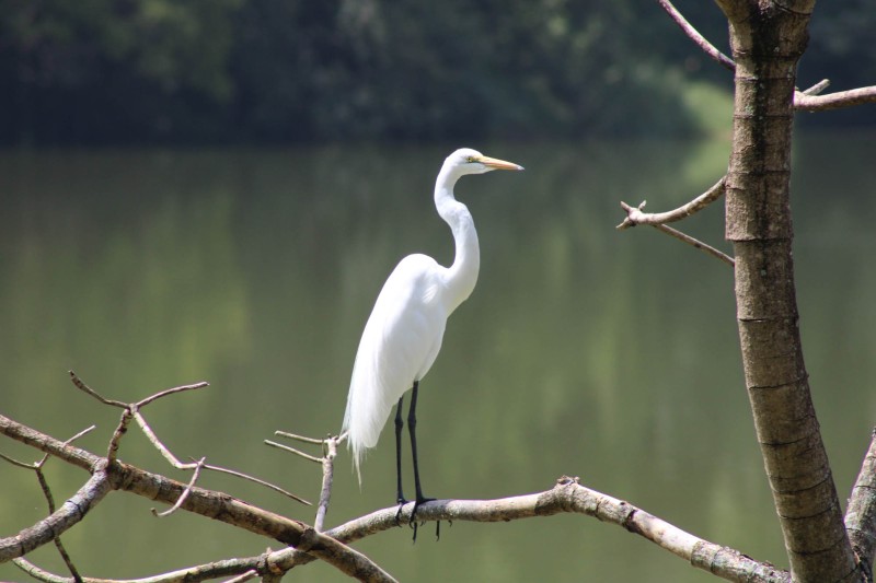 Egret at Lake Duluti near Arusha
