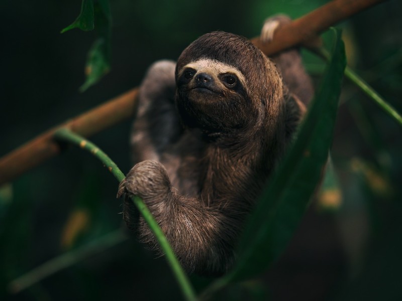 Peru_Peru_Amazon Wildlife