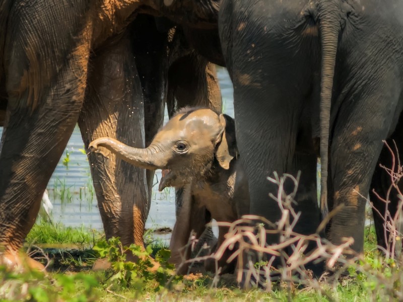 Sri Lanka - Udawalawe - elephant