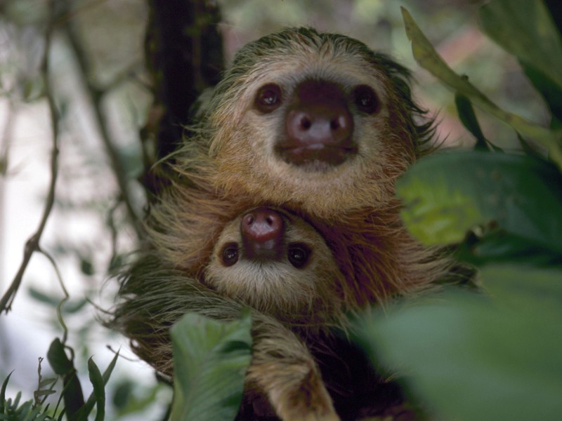 Manuel Antonio - Zweifinger Faultier
