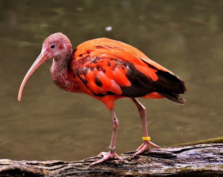 Scarlet Ibis