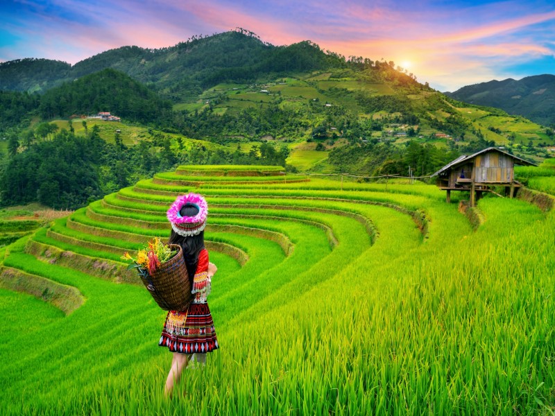 Reisterrassen-Yen Bai-Vietnam