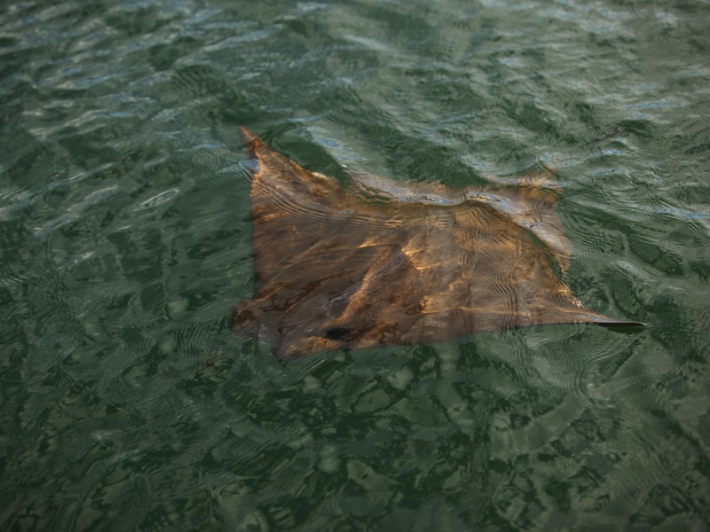 Manta rays in Black Turtle Cove