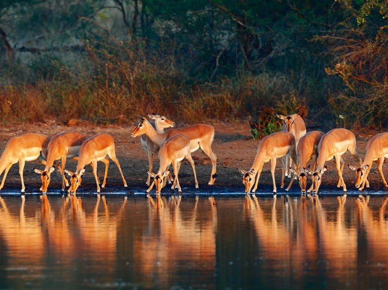  Impalas