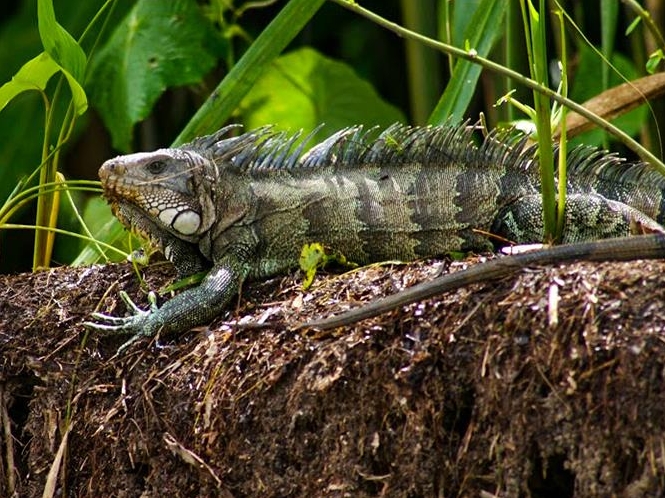 Iquitos Amazon Jungle