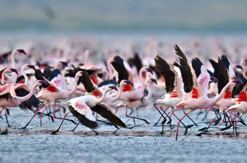 Promenade des flamants au lac Natron