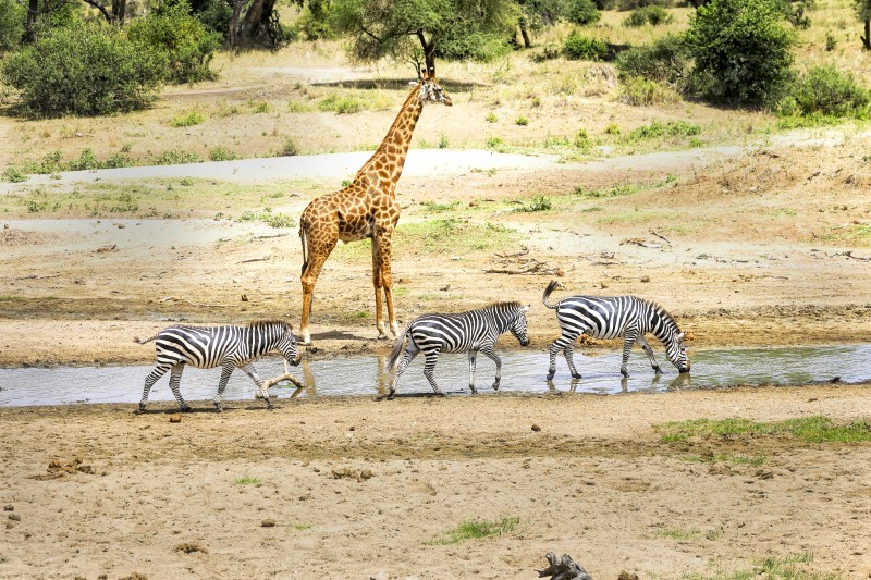 Walking Safari and Sundowners