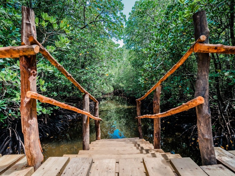 Serene beauty of Jozani Forest