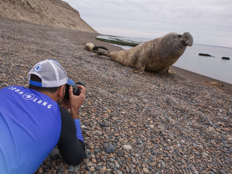 El Pedral Ausflug Seeelefant