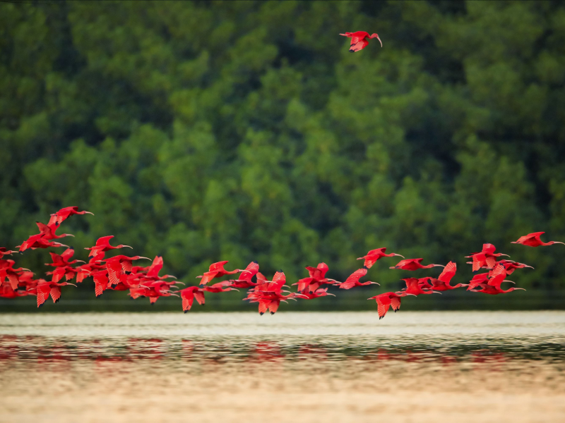 Scarlet Ibis