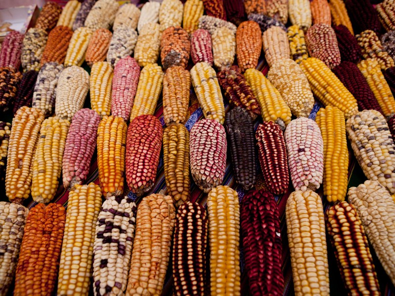 Peru - Maissorten