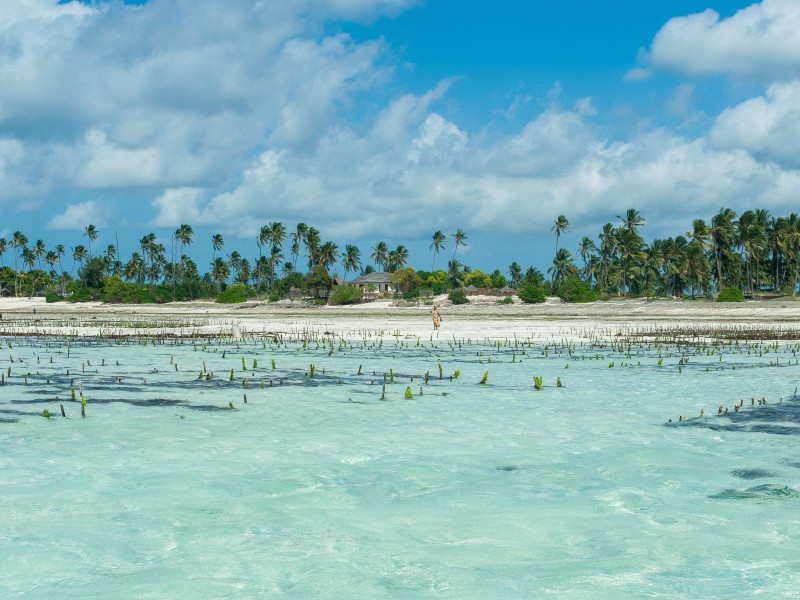 Tanzania - Zanzibar - Jambiani