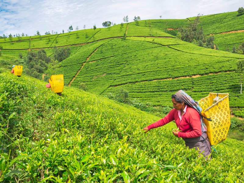 Teeplantagen-Nuwara Eliya, Sri Lanka