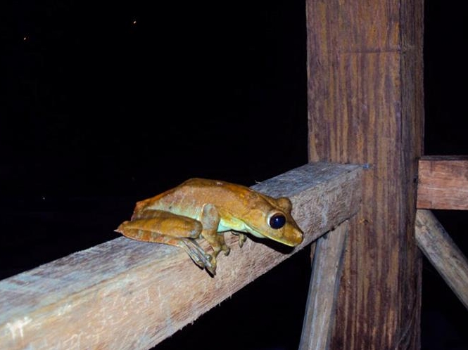 Iquitos Amazon Jungle