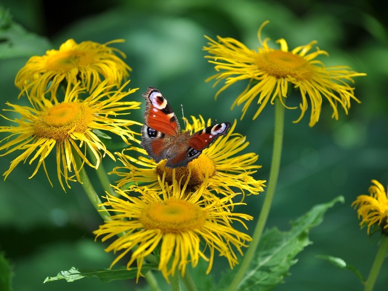 Romanian Flowers