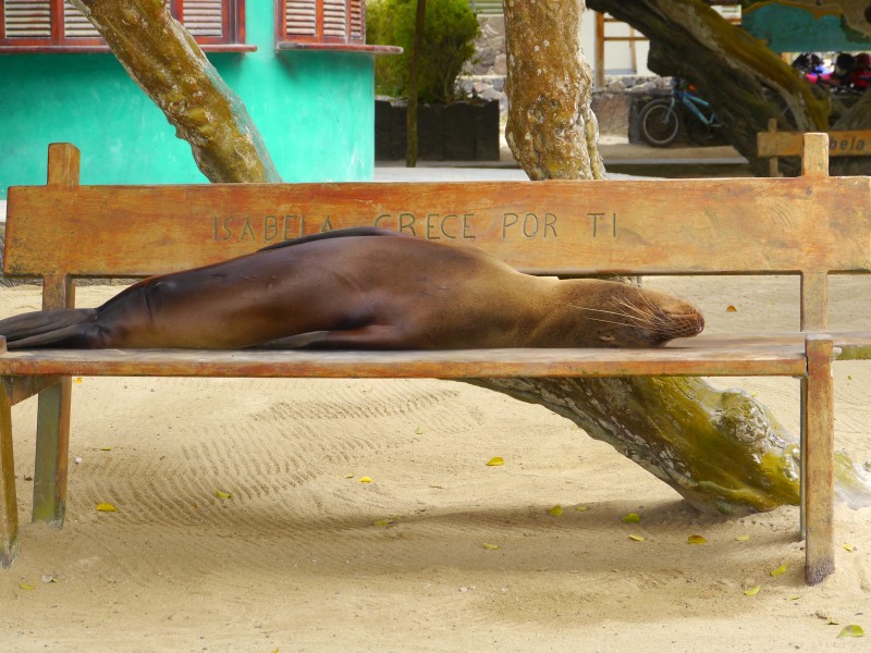 Seelöwe auf Bank am Isabela Hafen